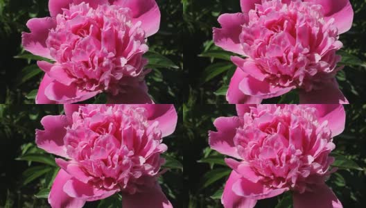 户外美丽的粉红色牡丹高清在线视频素材下载