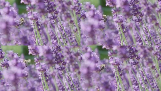 慢镜头镜头:蜜蜂在一片五彩缤纷的薰衣草地里采集蜂蜜高清在线视频素材下载