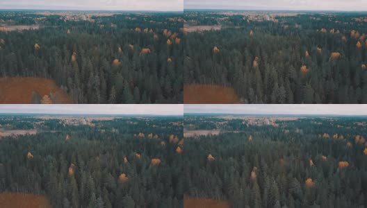 秋林中的常青树和金黄的桦树。空中拍摄高清在线视频素材下载