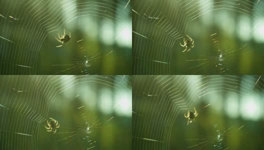 蜘蛛在森林里织网高清在线视频素材下载