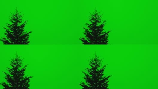 绿色屏风上的一棵高大冷杉的树梢高清在线视频素材下载