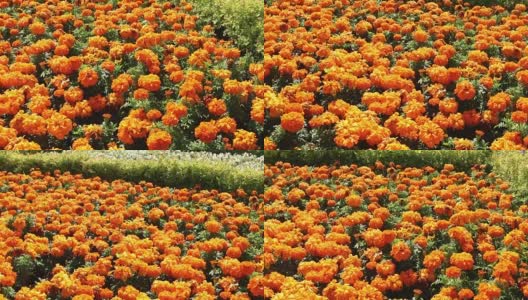 大花坛橙色花高清在线视频素材下载