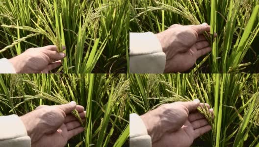 农民用手耕种稻田。软焦点高清在线视频素材下载