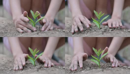 环境地球日在树木的手中生长幼苗。散科绿背景女性手捧树对自然的田野草森林保护理念高清在线视频素材下载