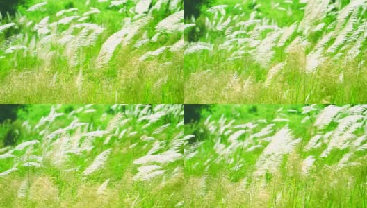白色的草花随风摆动在绿色的草地背景高清在线视频素材下载