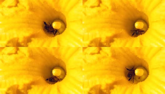 蜜蜂和南瓜花高清在线视频素材下载