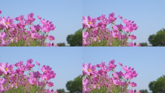 宇宙花丛中粉红的小花随风摇曳，大自然的花朵。高清在线视频素材下载