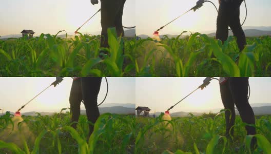 在泰国农田中，农民在傍晚喷洒农药防治玉米幼田秋粘虫。高清在线视频素材下载