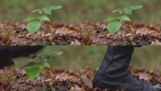 树林里一只军靴踩在一棵绿色植物上，把它踩碎了高清在线视频素材下载