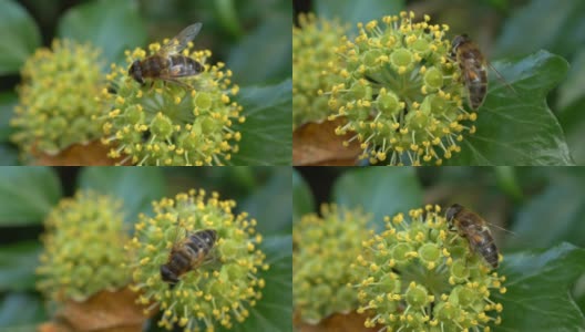 盛开的常春藤上的蜜蜂(Hedera helix)高清在线视频素材下载