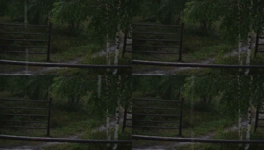 It rains against the background of footpath and birch.高清在线视频素材下载