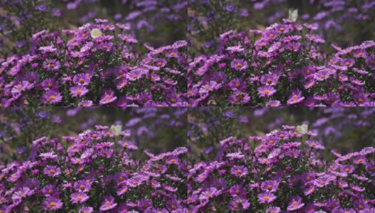 紫色新英格兰紫苑。野地里开着深紫色的花高清在线视频素材下载