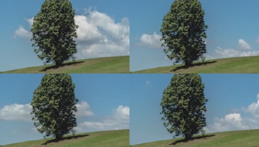 树和云。树和云在时间推移4k视频云飘过天空。塞尔维亚米洛克山山坡上的一棵孤零零的树。高清在线视频素材下载