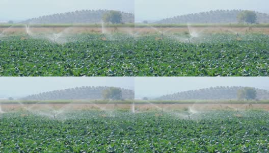 种植绿色植物的田地用喷雾灌溉系统灌溉。高清在线视频素材下载