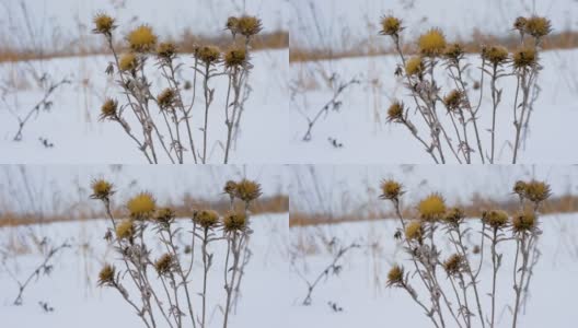 春天小穗慢动作，雪花绽放。美丽的冬日背景上点缀着雪花和一场冬日的暴风雪，树枝在寒冷的冬日里随风摇摆，在雪地里发芽。高清在线视频素材下载