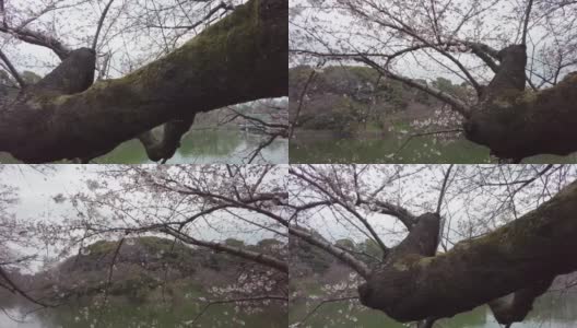 东京千代田区九段千鸟渊绿道的樱花高清在线视频素材下载