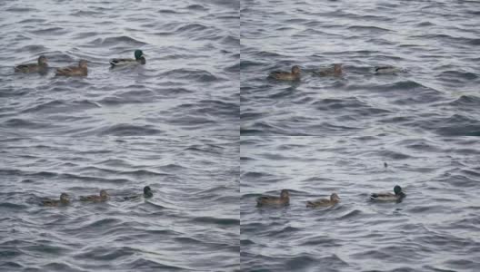 天气好的时候，鸭子在湖里游泳高清在线视频素材下载