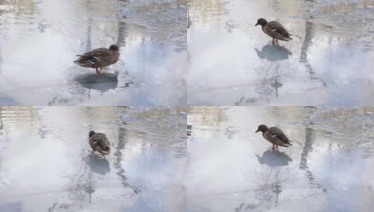 一只孤独饥饿的野鸭走在湖面上寻找食物。饥饿的鸟在冬天生活。动物生活在严酷寒冷的季节高清在线视频素材下载
