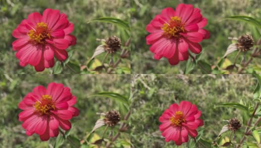在夏日阳光明媚的日子里，花园里盛开着红色的罂粟花高清在线视频素材下载