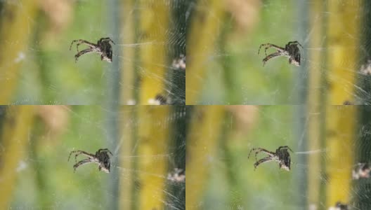 蜘蛛昆虫宏观视图，而狩猎他的网上野生生态系统，野生动物高清在线视频素材下载