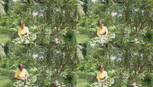 一位上了年纪的亚洲妇女用塑料袋把种植在她植株上的番石榴包起来，以防害虫高清在线视频素材下载