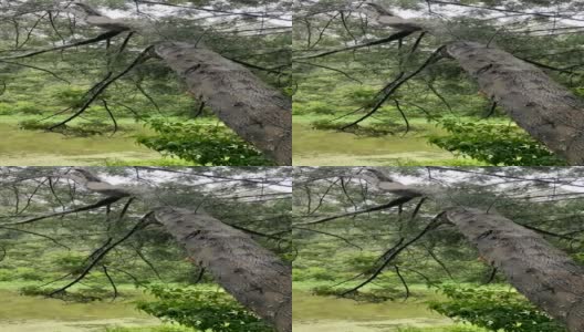 雨中的斜树与宁静的湖面背景高清在线视频素材下载
