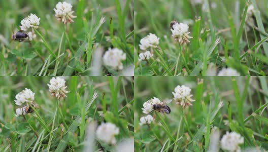 蜜蜂授粉的白色三叶草花生长在绿色的田野近距离。自然背景。景观,自然,夏天。高清在线视频素材下载