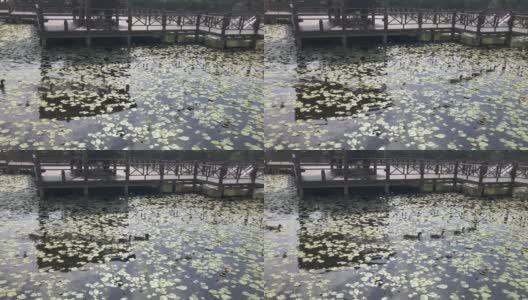 池塘里的鸭子。美丽的睡莲叶子漂浮在池塘上高清在线视频素材下载