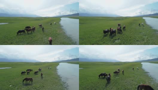 中国新疆，马在河边的草原上吃草高清在线视频素材下载