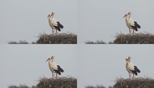 葡萄牙鸟巢里的白鹳高清在线视频素材下载