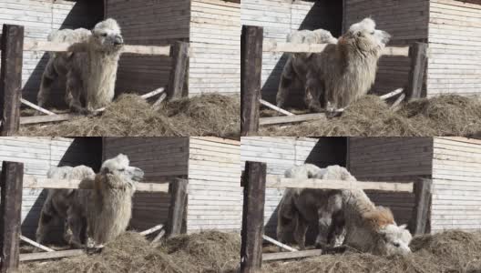 正在脱毛的骆驼在农场吃干草高清在线视频素材下载