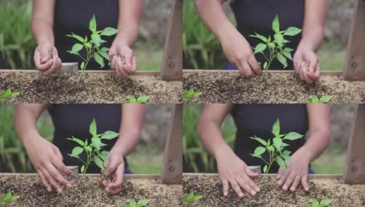 东南亚妇女种植蔬菜幼苗高清在线视频素材下载