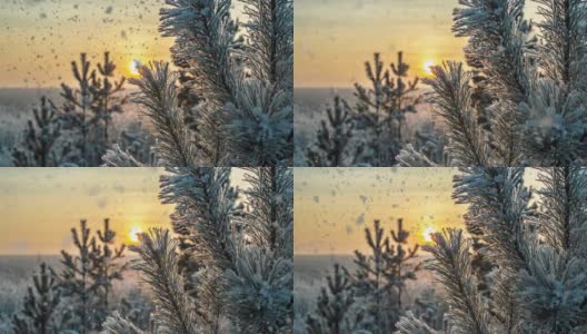 冬天白雪覆盖的森林里下着柔和的雪。美丽的冬季风景在夕阳下，松树枝在雪中高清在线视频素材下载