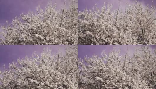 冬去春来梅花初绽，素雅洁白的梅花绽放高清在线视频素材下载