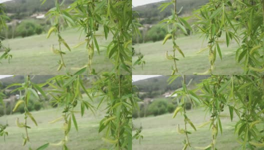 垂柳(巴比伦柳树)美丽的枝条与精致的叶子和年轻的柳絮高清在线视频素材下载