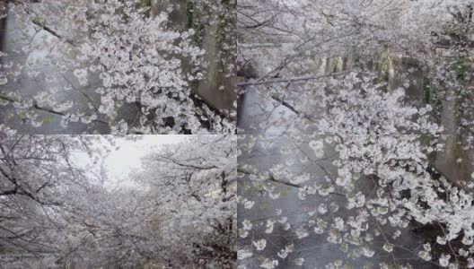 东京目黑区中目黑河边的樱花高清在线视频素材下载