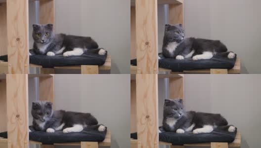 一个可爱有趣的灰色折叠猫在宠物屋的肖像高清在线视频素材下载