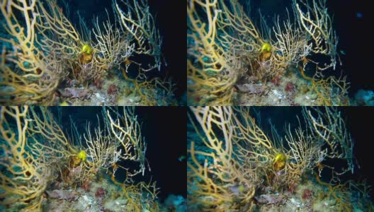 海扇珊瑚中的虎尾海马(海马体)高清在线视频素材下载