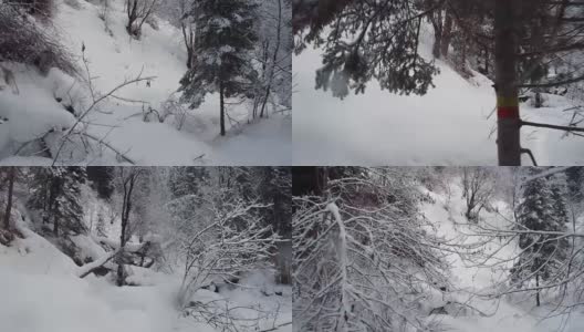 在特勒茨科湖岸边的特维内克(第三河)河上，在冬天大雪覆盖下的针叶林的步道上行走高清在线视频素材下载