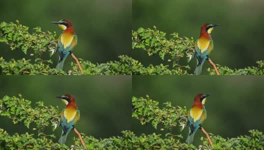 近距离观察自然界中的欧洲食蜂鸟(Merops apiaster)高清在线视频素材下载