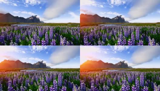 冰岛风景如画的森林和山脉。野生的蓝色羽扇豆在夏天开花高清在线视频素材下载