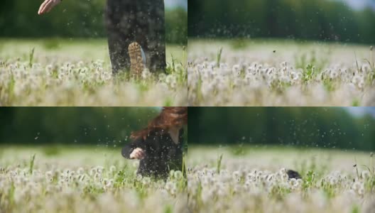 一个年轻快乐的女人在阳光明媚的日子里掉进了一片蒲公英地里高清在线视频素材下载