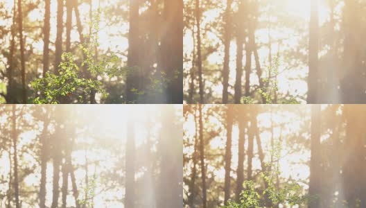 阳光穿过森林中的树木，阳光森林的气氛高清在线视频素材下载