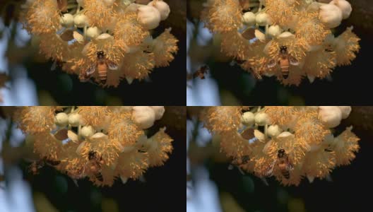 蜜蜂从黄花上起飞。高清在线视频素材下载