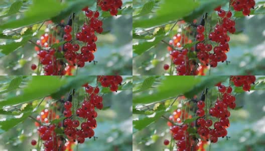 红醋栗对植物浆果的特写高清镜头-红醋栗的落叶灌木果实自然浅静态摄像机高清在线视频素材下载