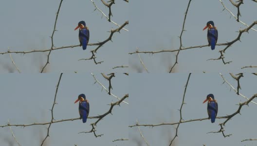 孔雀石翠鸟的后视图在巴里戈湖，肯尼亚高清在线视频素材下载