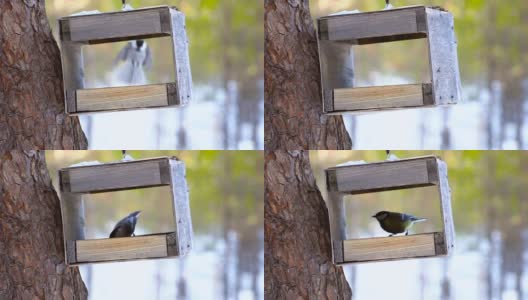森林里的鸟在冬天吃喂食器里的葵花籽。高清在线视频素材下载