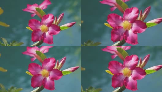 红色的花Adenium背景的蓝色的水高清在线视频素材下载