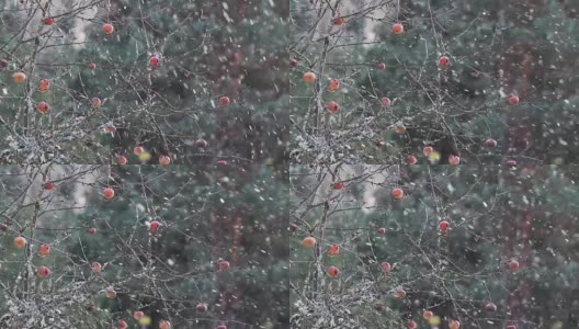 下雪了，苹果树上挂满了苹果。高清在线视频素材下载