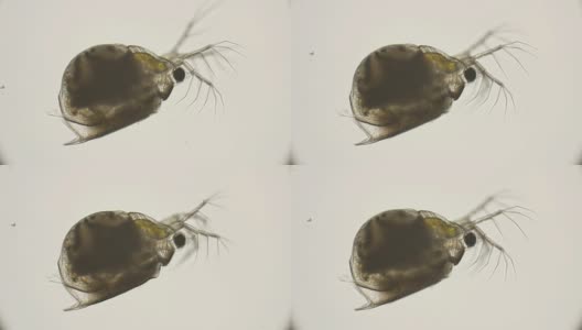 水蚤水蚤在显微镜下观察高清在线视频素材下载